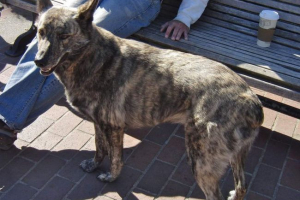 Vikendica - komunikacija coyote rezultat s psom Vikendica - komunikacija coyote rezultat s psom